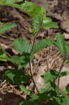 Nettleleaf noseburn